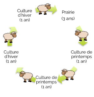schema rotation7 avec mouton