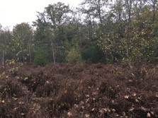 landes boisées en fermeture 1
