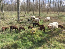 pascours brebis 1