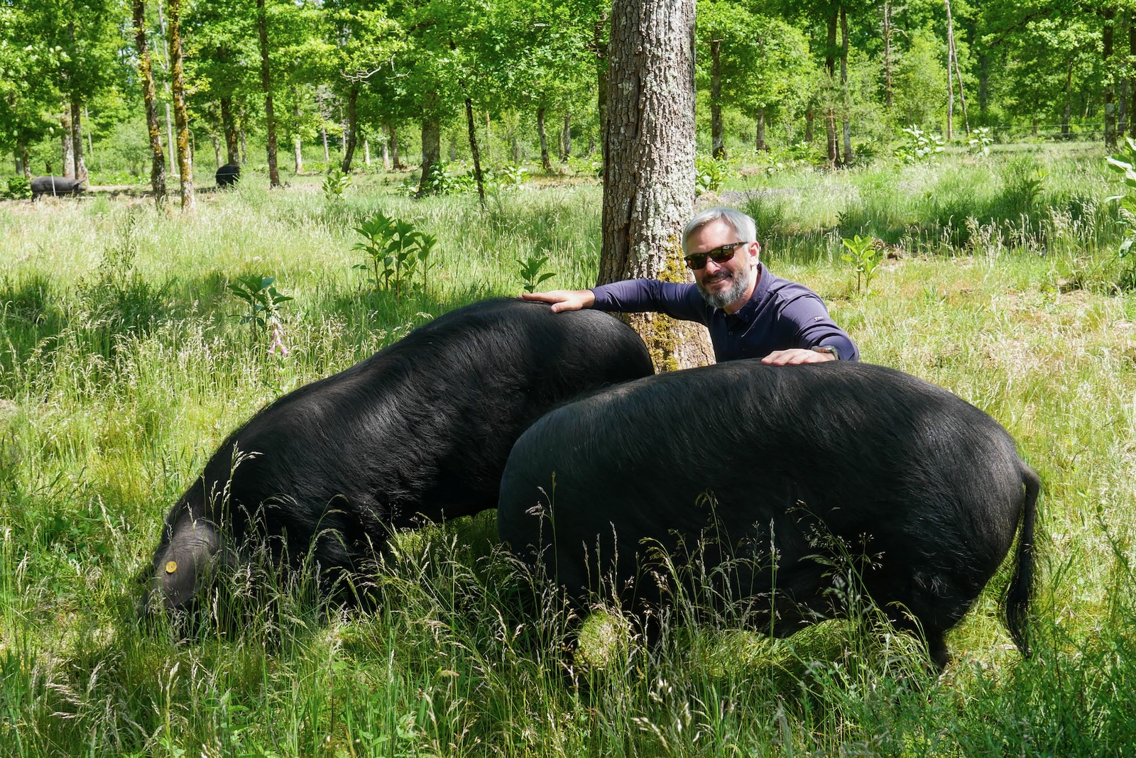 Eloi Primaux avec ses Porcs noirs de Sologne
